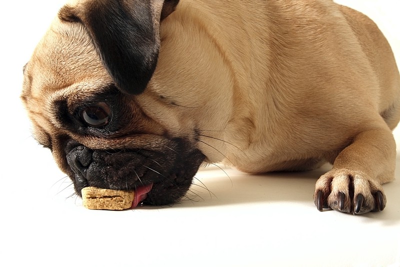 pug eating a snack