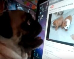 (VIDEO) Pug is Watching a Video of Two Dogs on a Computer. How He Shows Them He Doesn’t Like Them? OMG, I Did NOT Expect That!