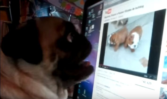pug freaking out over computer screen