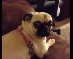 (VIDEO) Pug’s Epic Facial Expression Will Have You Rolling With Laughter, Guaranteed!
