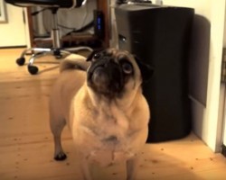 (VIDEO) This Pug is Asked to Howl. How He Finds His Inner Wolf? I Can’t Believe It!