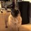(VIDEO) This Pug is Asked to Howl. How He Finds His Inner Wolf? I Can’t Believe It!
