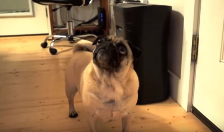 pug getting ready to howl