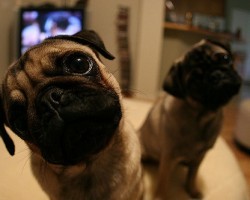 Why Exactly Do Dogs Tilt Their Head When We Talk to Them?