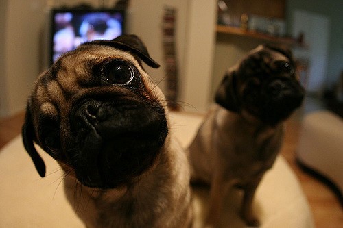 pug head tilt