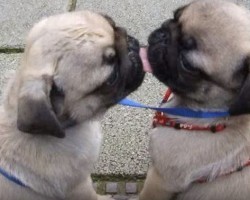 (VIDEO) They Lean in to Kiss. How it All Plays Out? Cutest Pug Kiss in History!