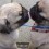 (VIDEO) They Lean in to Kiss. How it All Plays Out? Cutest Pug Kiss in History!