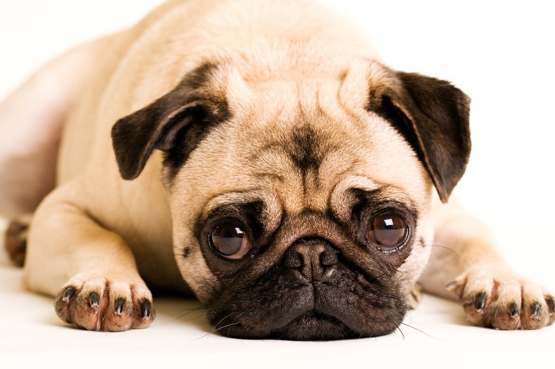 pug laying down