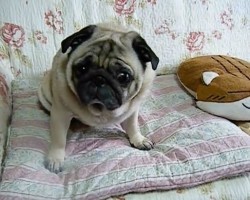 (VIDEO) Pug is Laying Next to His Owner. When He Decides to be Affectionate? You’ve Never Seen a Pug THIS Loving Before! LOL!
