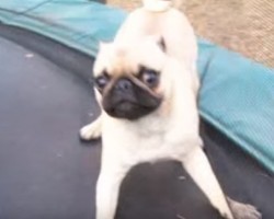 (VIDEO) This Crazy Pug on a Trampoline Has Us Dying of Laughter!