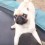 (Video) This Hyper Pug on a Trampoline Has Us Dying of Laughter