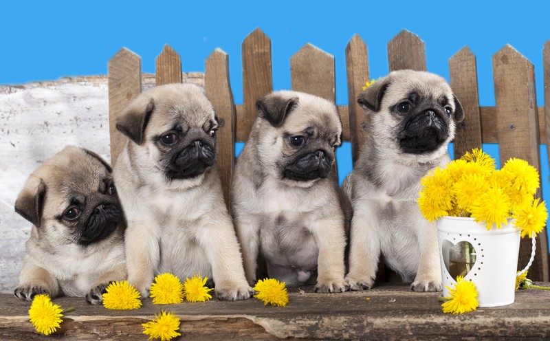 pug puppies