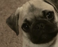 (VIDEO) This Pug Puppy Attack is the Cutest One EVER. Watch How She Goes After Dad’s Toes, LOL!