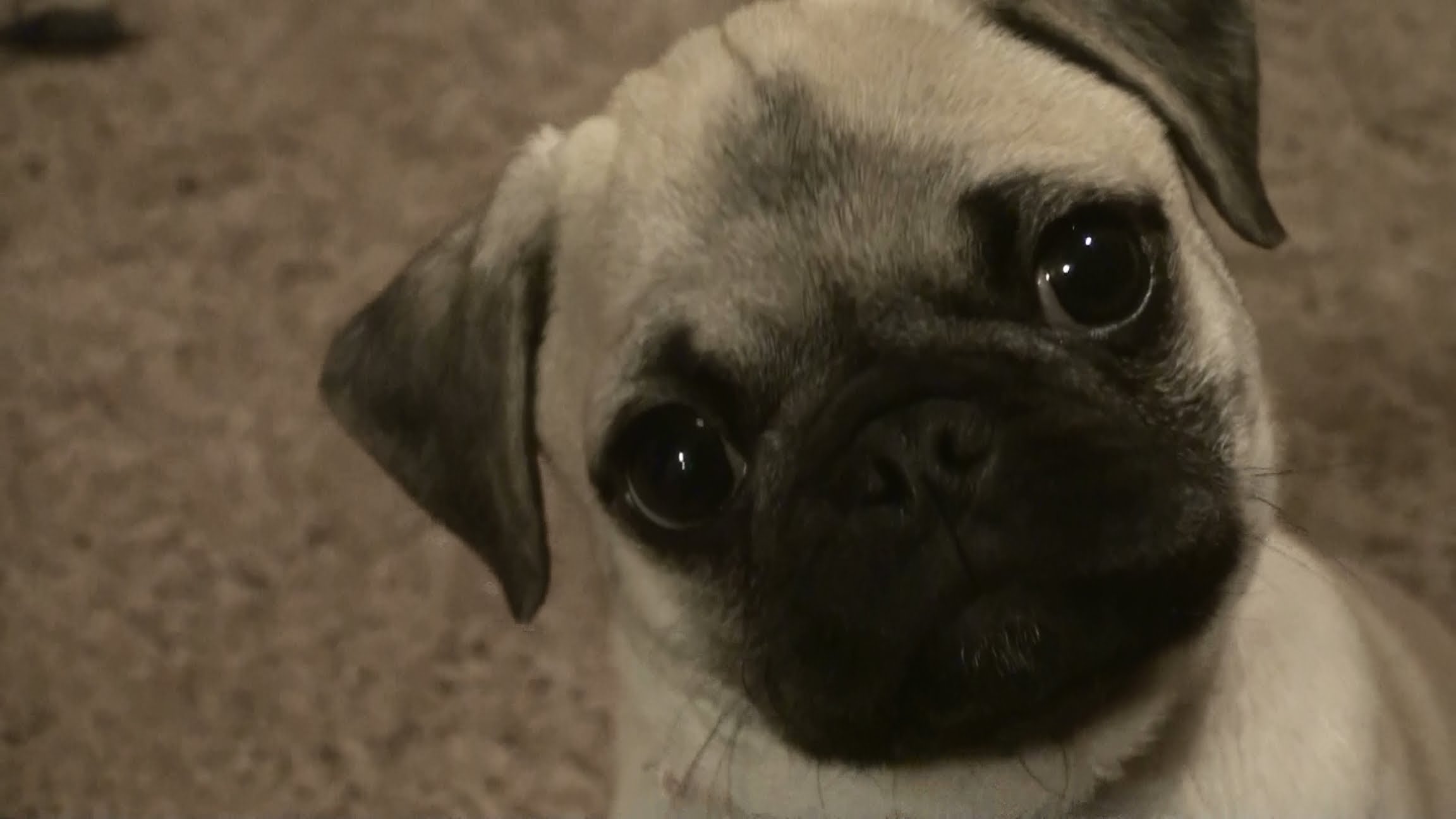 pug puppy attack and cuteness