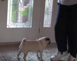 (VIDEO) Angry Pug Does Not Want His Dad to Leave. Now Keep Your Eyes on the Dad’s Shoes. HILARIOUS!