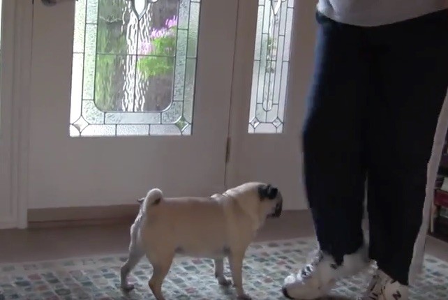 pug going after dad's shoes