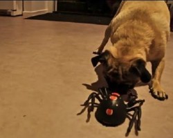 (Video) Pug VS Spider. Let’s See Who Wins This Hilarious Battle!