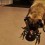 (VIDEO) Pug Comes Face to Face With His Arch Nemesis, a Spider. Now Watch the Epic Battle!