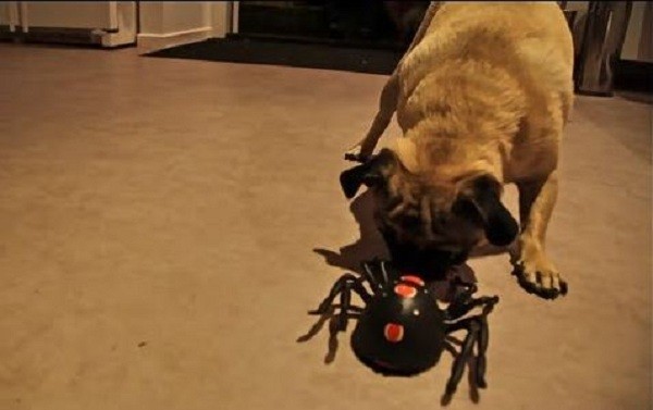 pug vs spider