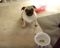 (VIDEO) Cute Pug is SO Hungry! Watch This Video Until the End to See What She Does – WOW!