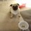 (VIDEO) Cute Pug is SO Hungry! Watch This Video Until the End to See What She Does – WOW!