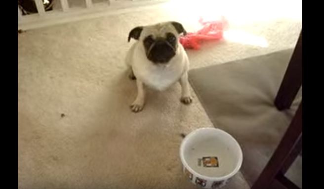 pug wants food