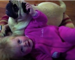 (VIDEO) This Baby Loves Her Pug. When You See Just How Much? This is SO Precious!