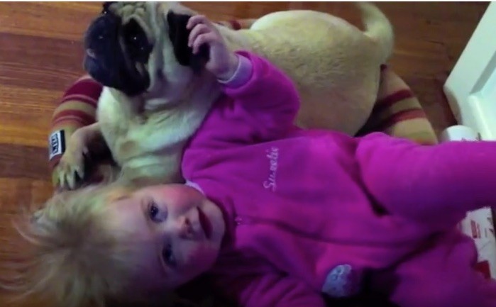 pug with baby