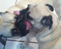 (VIDEO) The Pug Licking War is About to Commence and it Is Hysterical!