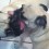 (VIDEO) The Pug Licking War is About to Commence and it Is Hysterical!