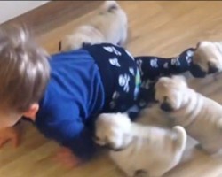(VIDEO) 7-Week-Old Pug Puppies Chase Toddler Around Like He’s Their Pack Leader. This is the Cutest Thing I’ve EVER Seen!