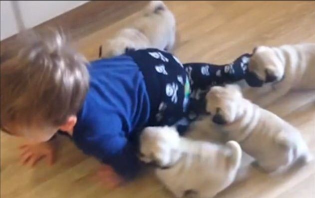 puppies following little boy