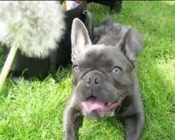 (VIDEO) Frenchie Obviously Didn’t Get the Memo About Dandelions. Instead of Blowing on it He…