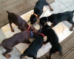 (VIDEO) Pinwheel of Puppies Are Hungry and Know Just How to Eat – LOL!