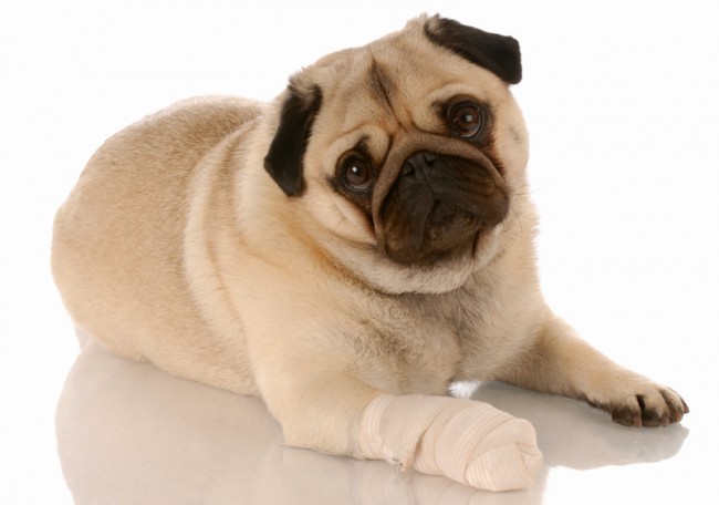 sick pug with bandaged paw
