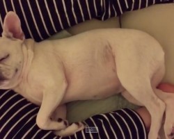 (VIDEO) Frenchie is Taking a Nap. Now Watch What Happens When He Wakes Up and Stares at His Owner…