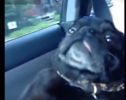 (VIDEO) This Gangsta Pug Swinging to the Music Will Totally Make Your Day…