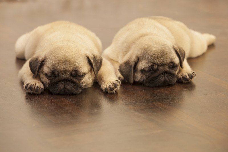 two pug puppies