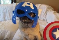 (VIDEO) With These Mighty Avenger Pugs, Just About ANYTHING is Possible…