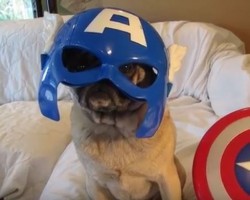 (VIDEO) With These Mighty Avenger Pugs, Just About ANYTHING is Possible…