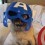 (VIDEO) With These Mighty Avenger Pugs, Just About ANYTHING is Possible…