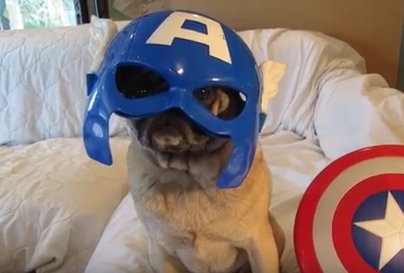 Super Hero Pug