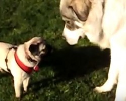 (VIDEO) A HUGE Dog and Pug Aren’t too Sure if They Wanna be Friends. Now Watch the Larger Dog… LOL!