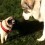 (VIDEO) A HUGE Dog and Pug Aren’t too Sure if They Wanna be Friends. Now Watch the Larger Dog… LOL!
