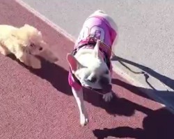 (VIDEO) A Frenchie Comes Across a Small Poodle. Will They Be Friends? OMG, Now THIS You Have to See!