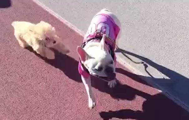 Frenchie and poodle playing