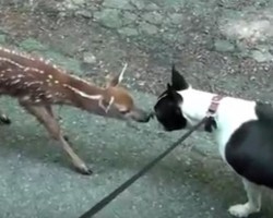 (VIDEO) French Bulldog Comes Face to Face With Bambi. Now Watch What Happens Next…