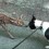 (VIDEO) French Bulldog Comes Face to Face With Bambi. Now Watch What Happens Next…