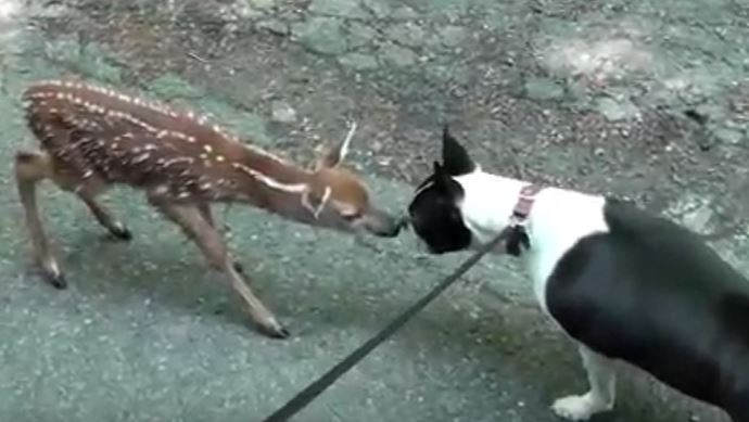 Deer and Dog