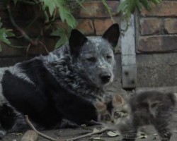 (VIDEO) This Doggie is Best Friends With a Disabled Kitten. When You See Just How Much He Cares for Her? Tear-Jerking!